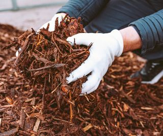 Gardener with hands full of woody mulch