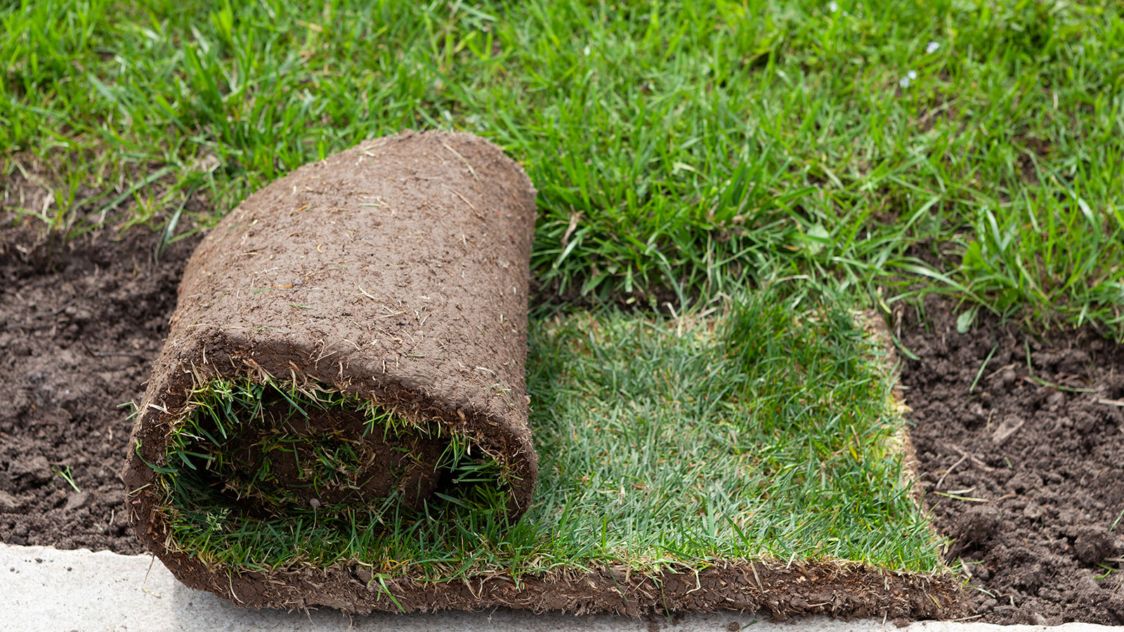roll of turf on the edge of a lawn