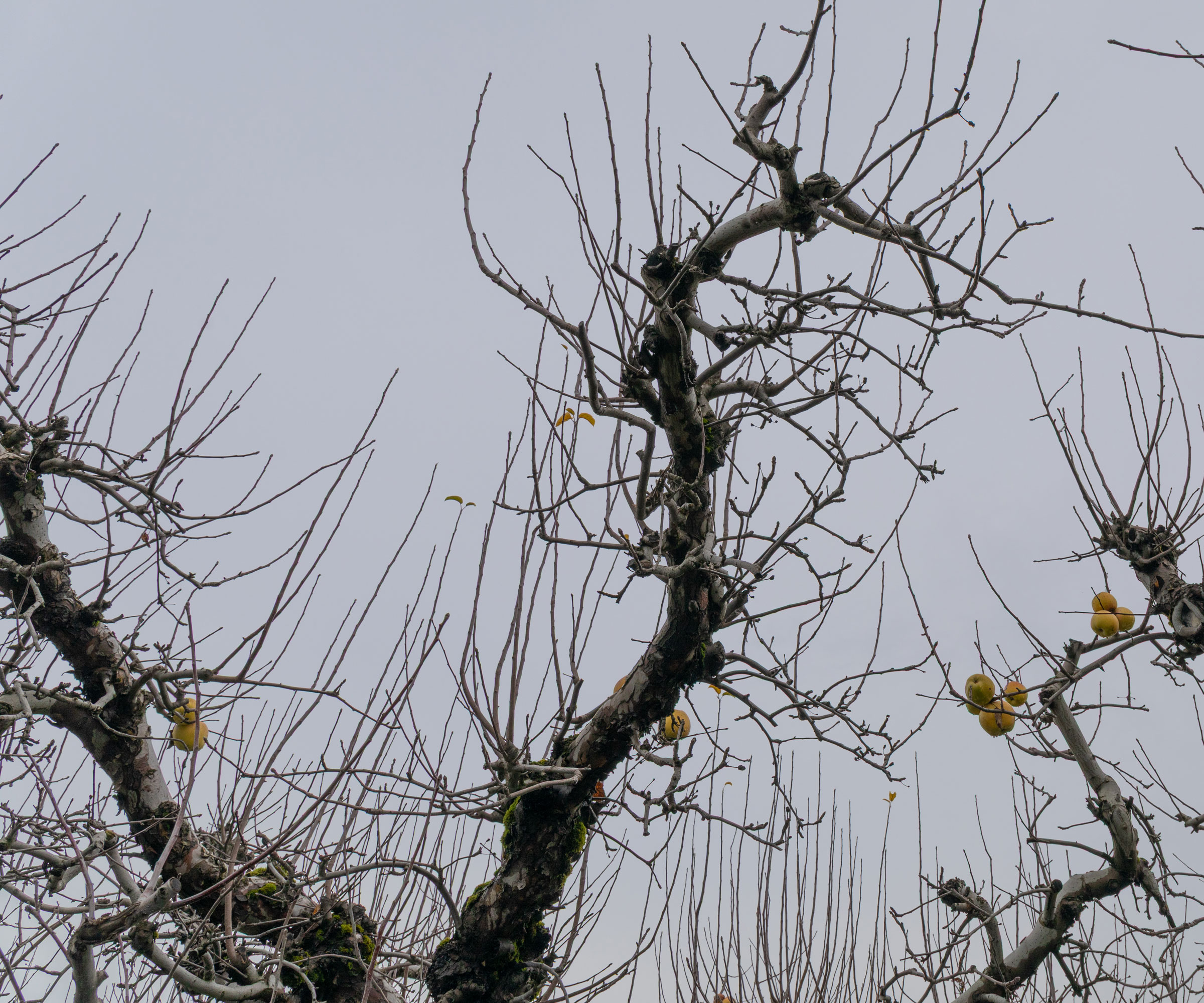 water sprouts growing from tops of apple tree against overcast sky