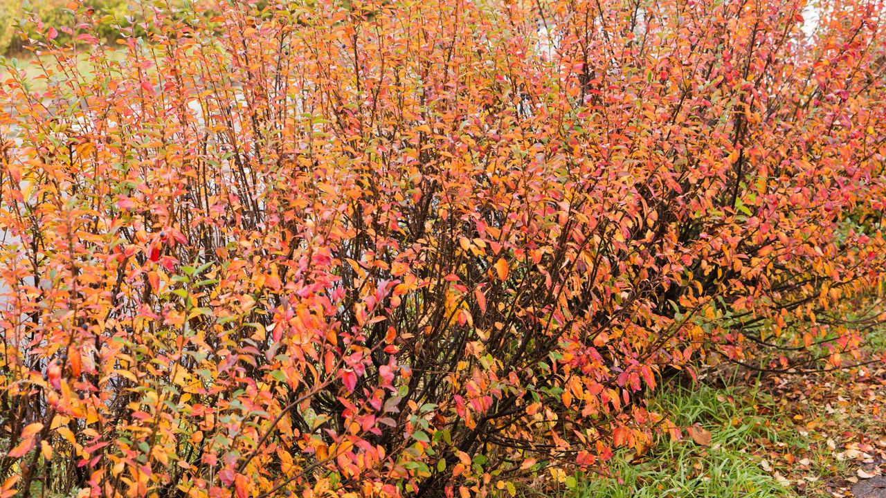 Autumnal berberis hedging in the middle of losing its leaves