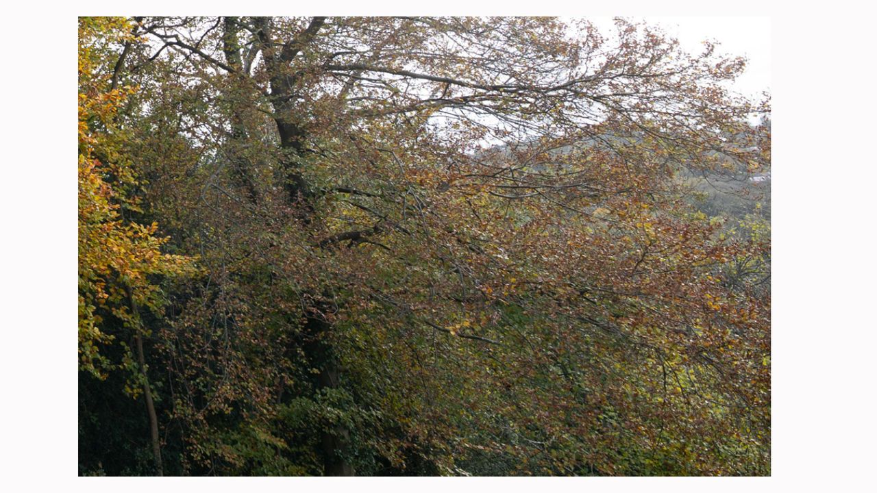Image shows a corner crop on an image taken with a Sigma 14/24mm F2.8 DG HSM ART lens.
