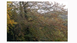 Image shows a corner crop on an image taken with a Sigma 14/24mm F2.8 DG HSM ART lens.