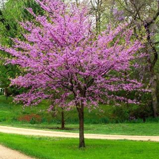 Redbud Tree - Live Plant - Quart Pot