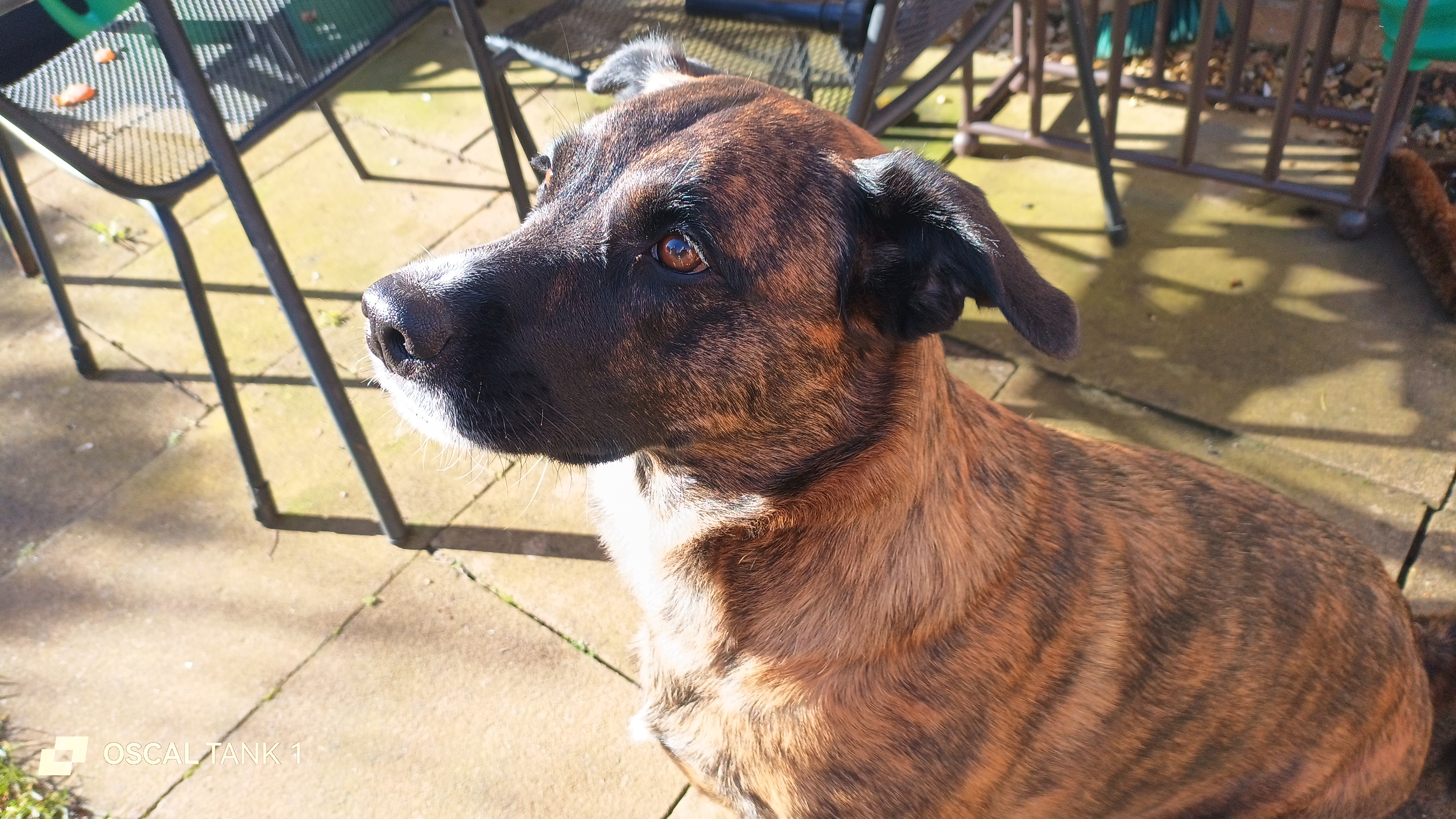 Blackview Oscal TANK 1 example pictures