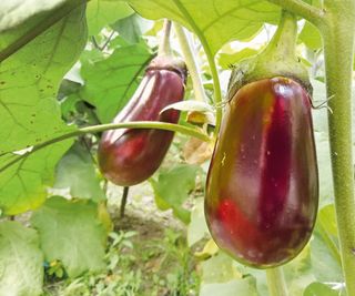 Eggplants fruiting