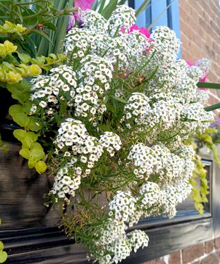 sweet alyssum flowering in hanging basket