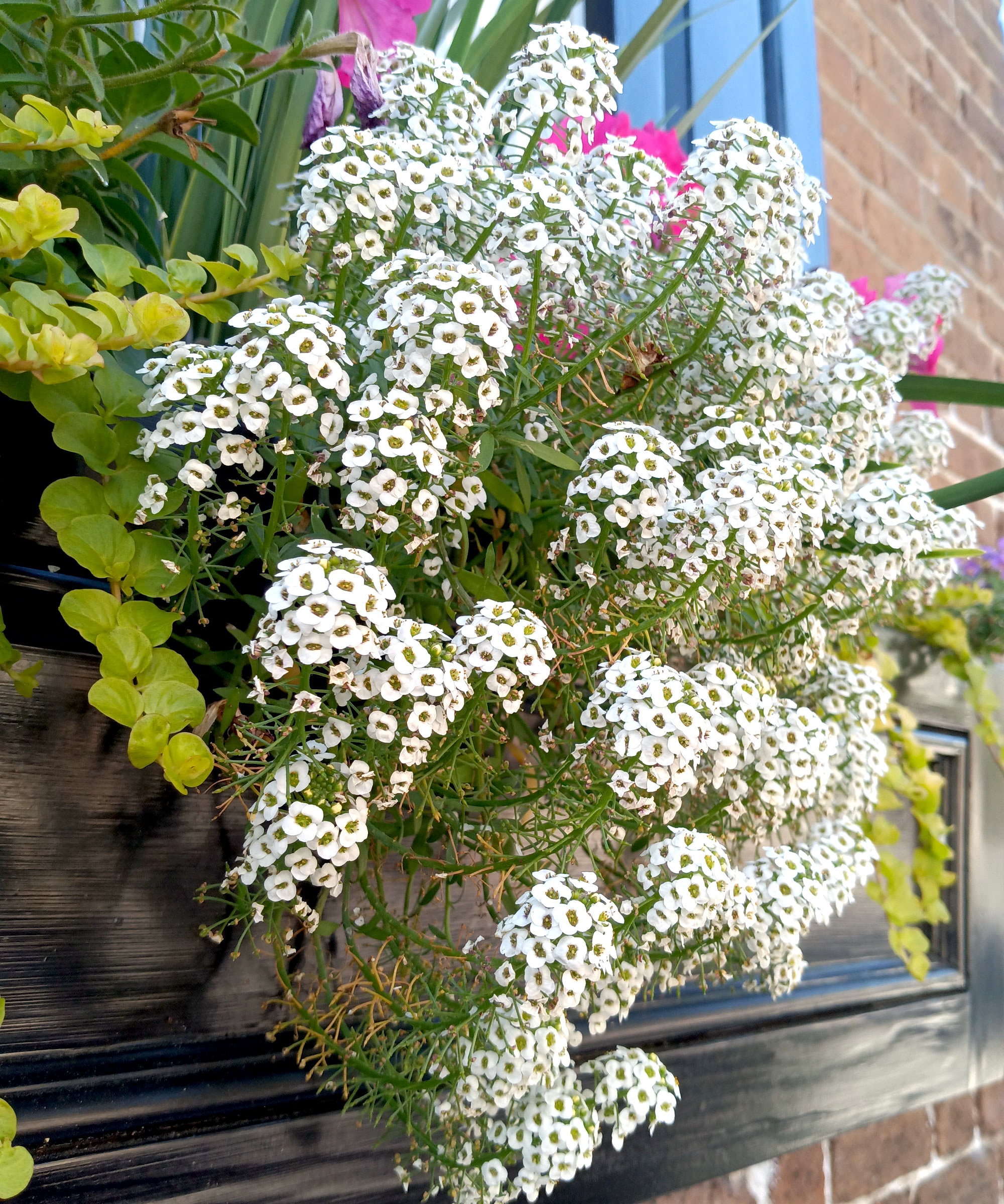 sweet alyssum flowering in hanging basket