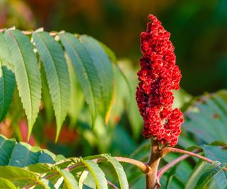 edible sumac plant with red flowerhead