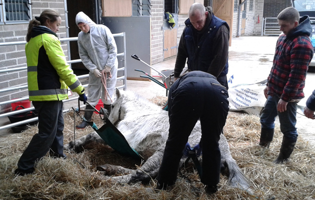 World Horse Welfare Film
