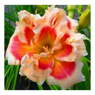 A close-up of an orange, peach and yellow daylily flower