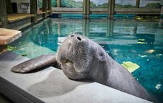 snooty-oldest-manatee