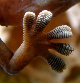 JPL researchers were inspired by gecko feet, such as the one shown here, in designing a gripping system for space. Just as a gecko's foot has tiny adhesive hairs, the JPL devices have small structures that work in similar ways.