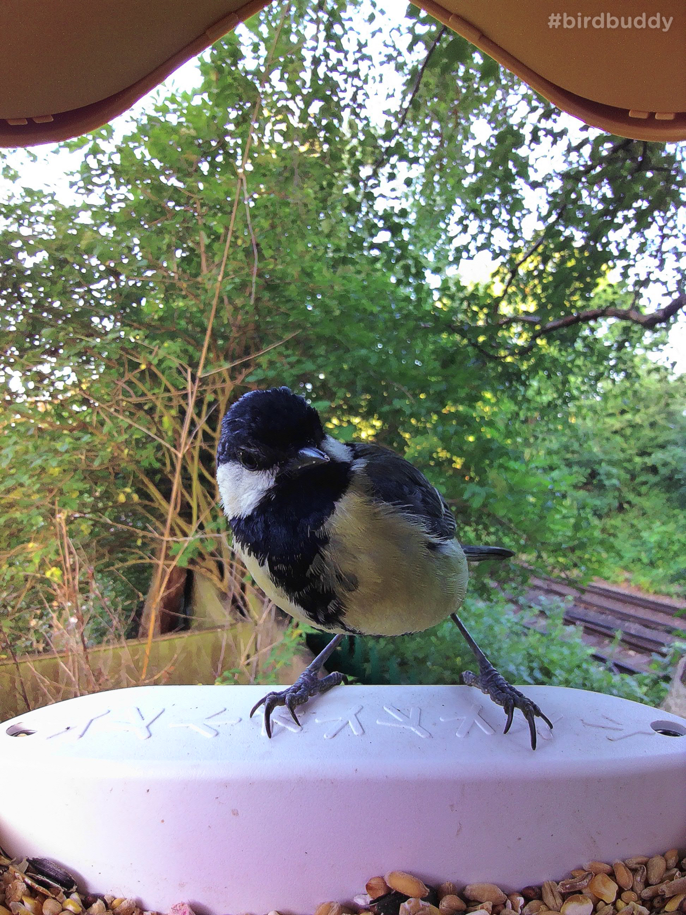 Great tit bird on the perch of the Bird Buddy Bird Feeder camera