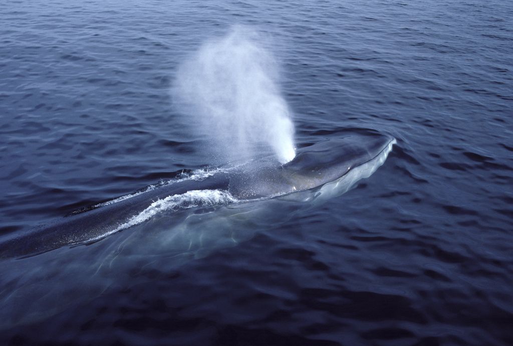 A fin whale.