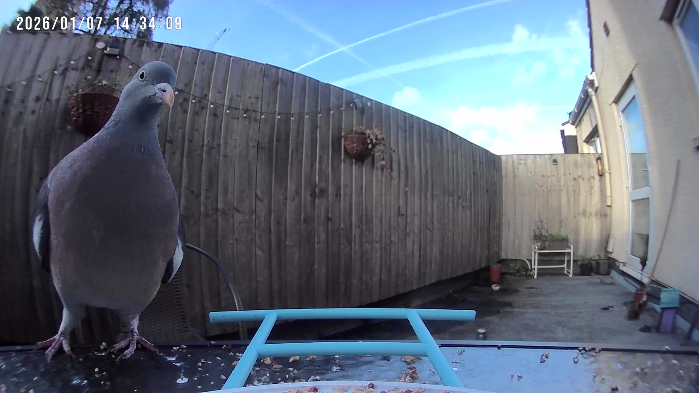 A common wood pigeon captured by a Netvue Birdfy Feeder AI smart bird feeder