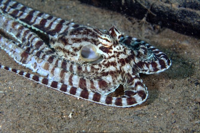 Mimicry octopus, shape-shifting animals, animal-inspired tech