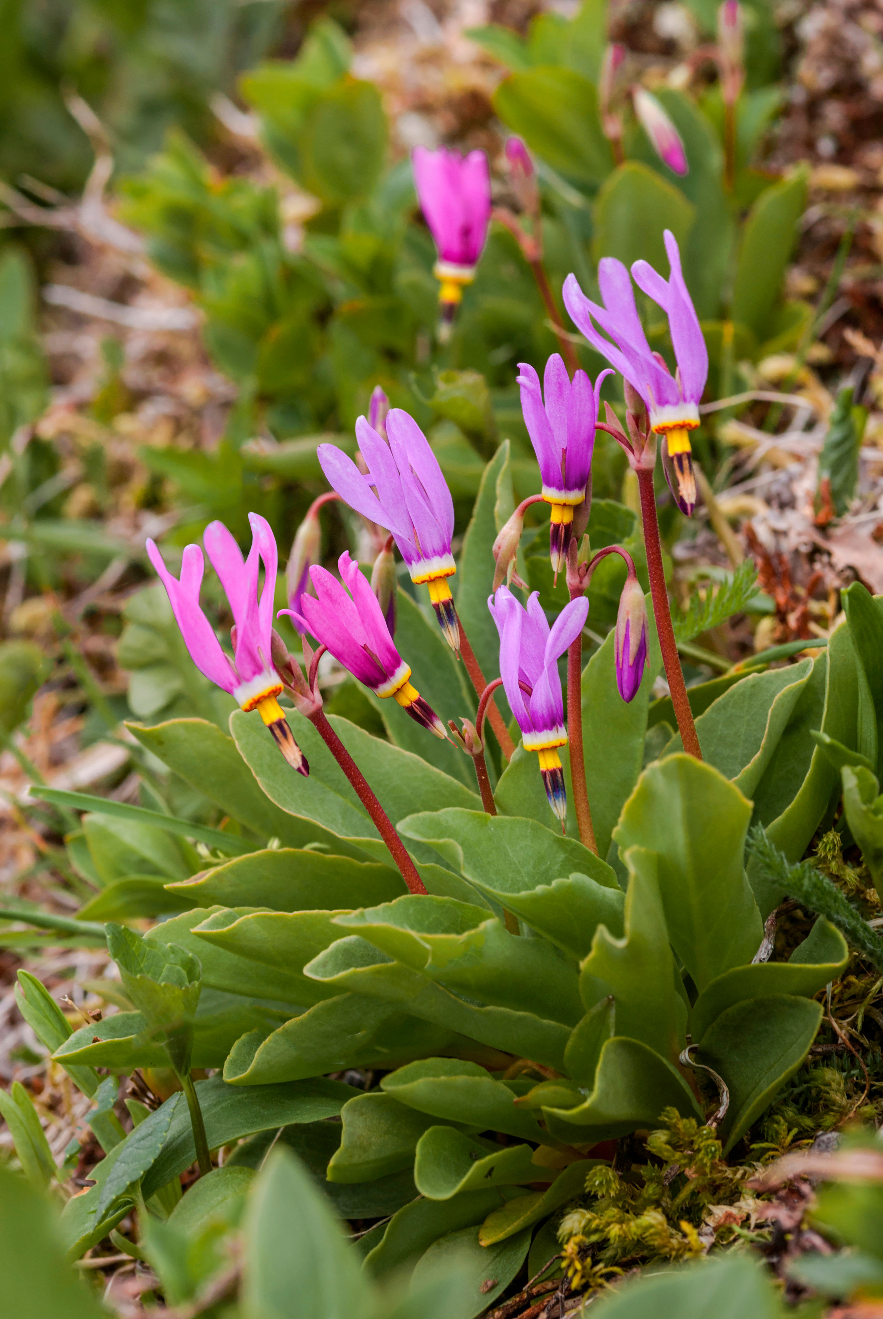 small rock garden ideas: dodecatheon shooting stars suttons