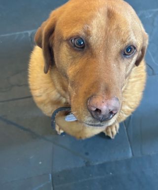 Fox red Labrador sitting on a large format slate floor