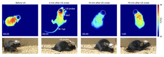 four images of mice falling asleep