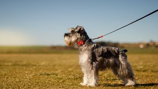 Mini schnauzer on lead