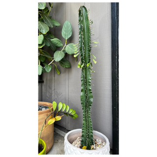 A live euphorbia ammak cactus