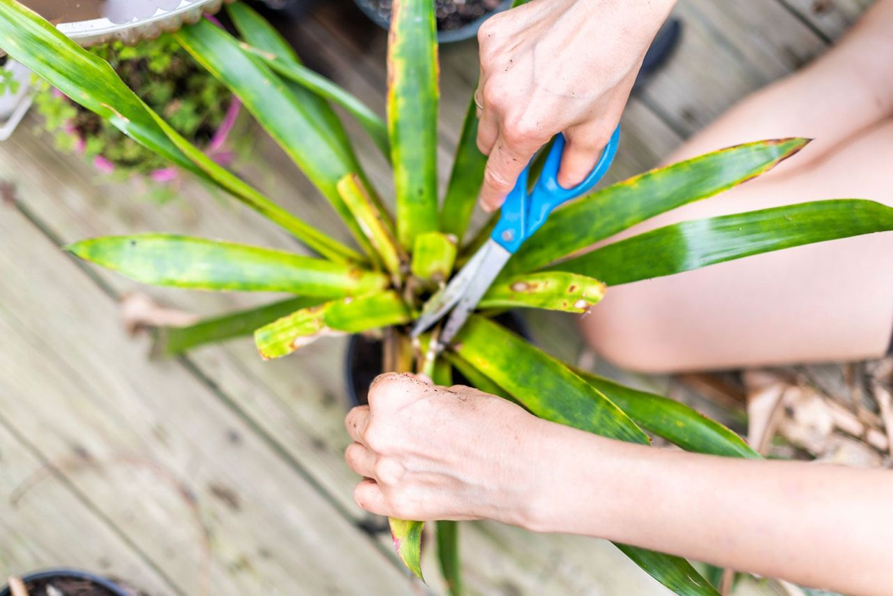 dracaena pruning