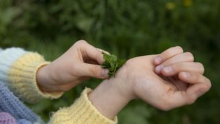 Close up of a child rubbing a dock leaf onto her skin to relieve a nettle sting