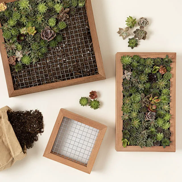 Living Art Succulent Diy Kit