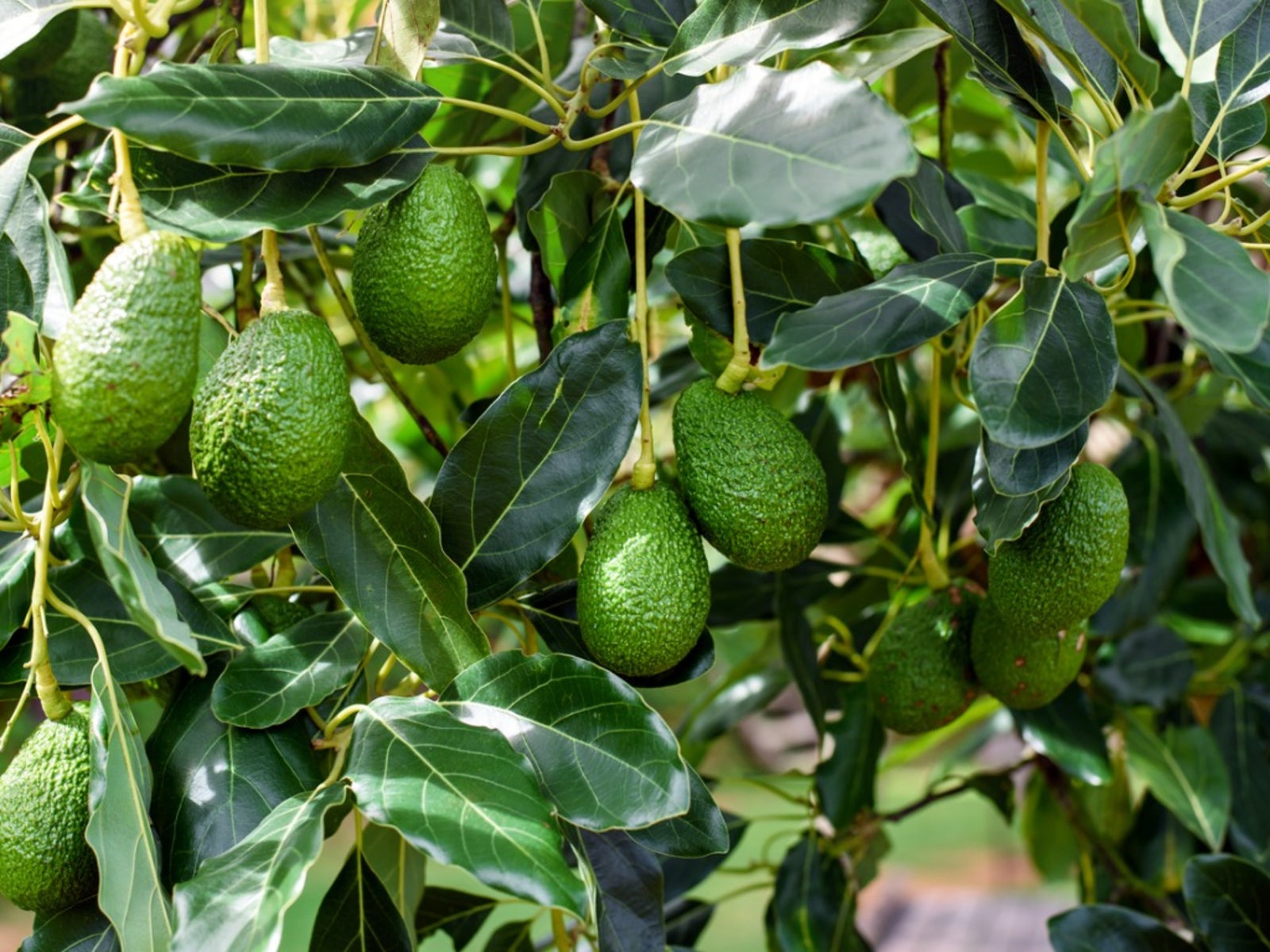 Avocado Information Planting Avocado Trees And Avocado Tree Care 