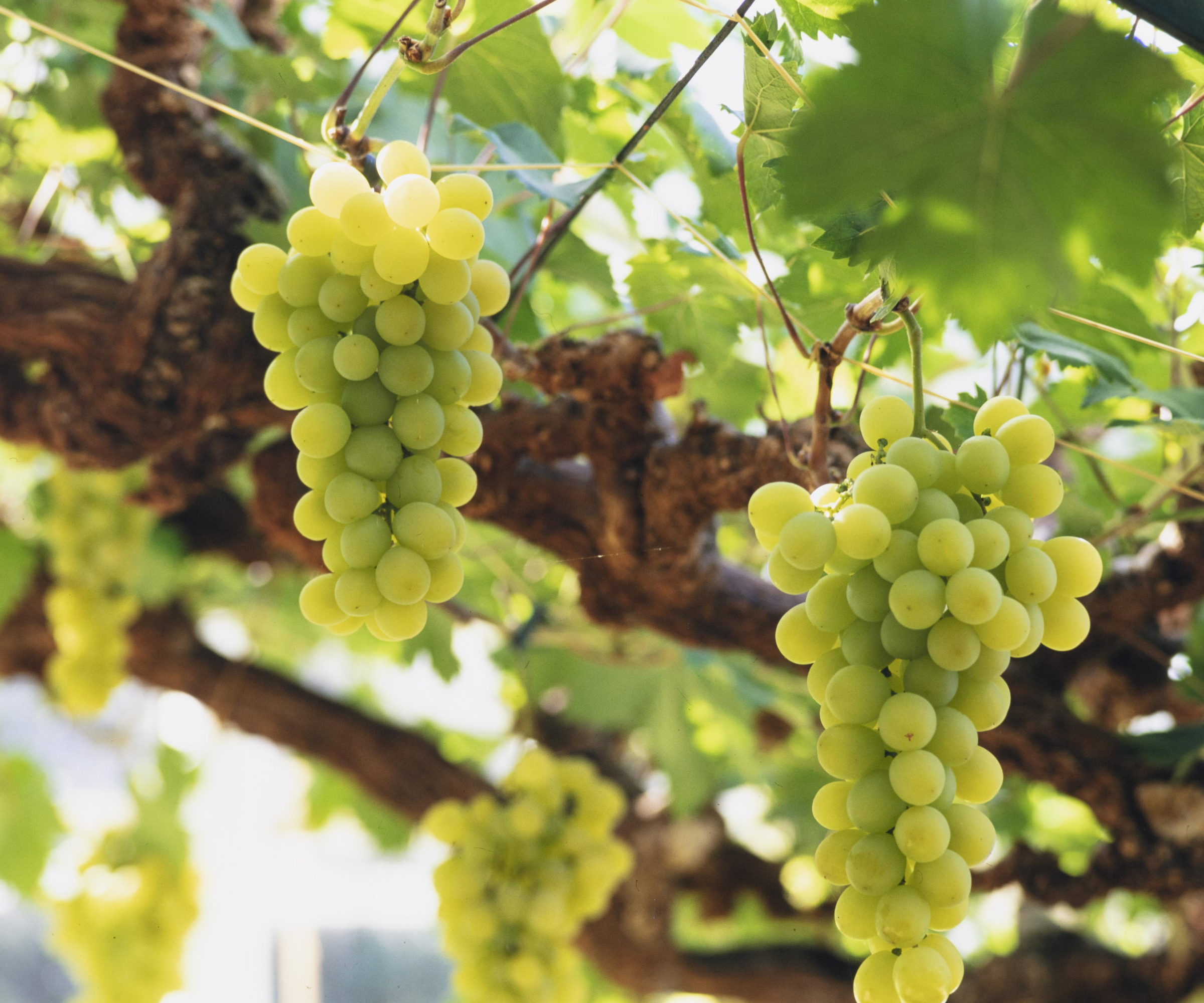 Muscat of Alexandria grapes growing on a vine at Chatsworth