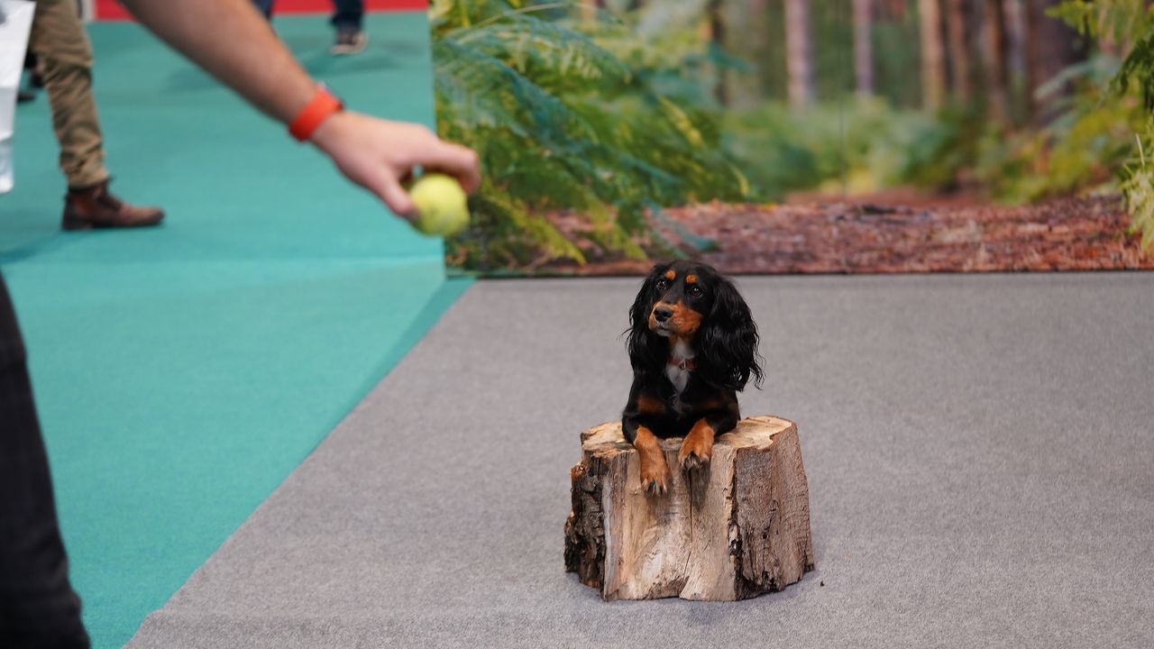 Dogs that stole our hearts at The Photography Show 2022