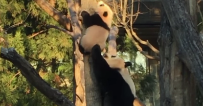 Bei Bei and Mei Xiang.