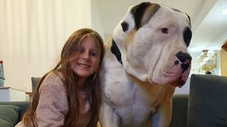 Barney the giant dog