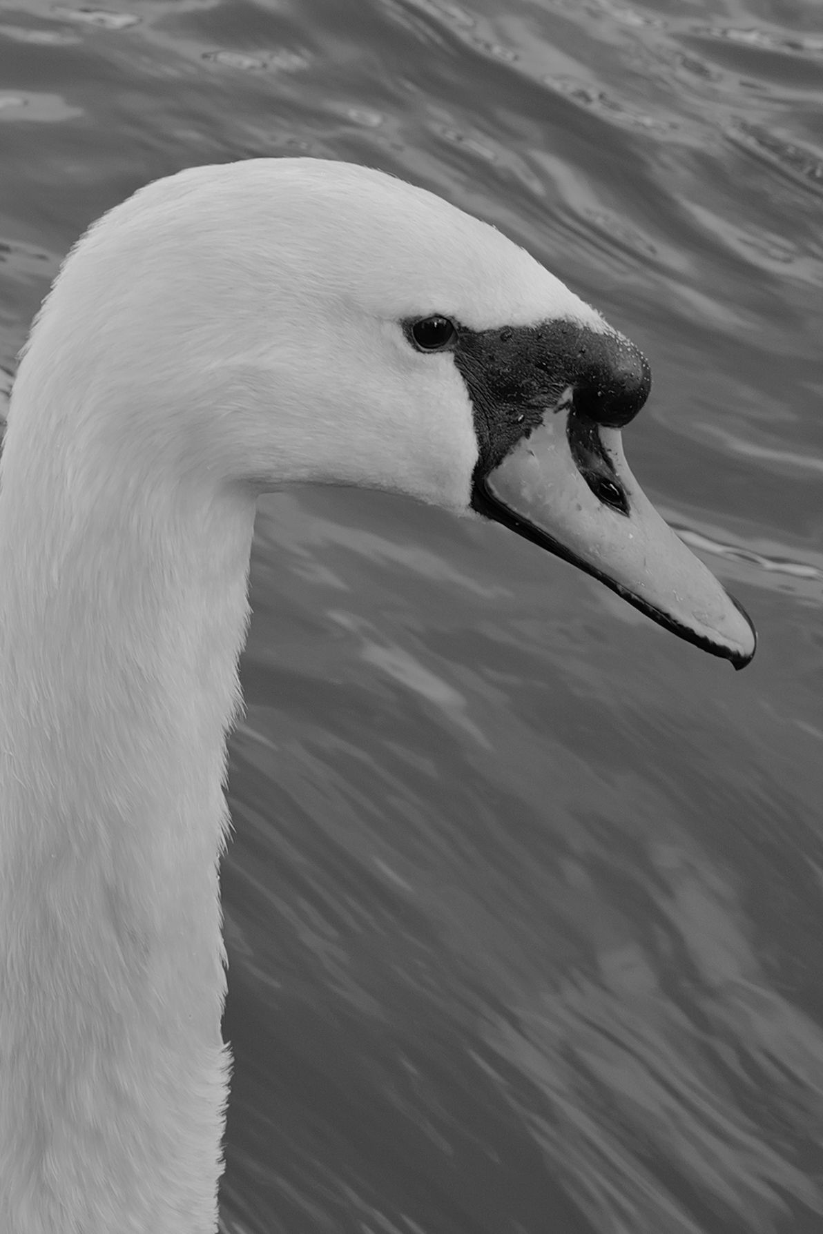 A photo taken on a Leica Q3 Monochrom black-and-white camera