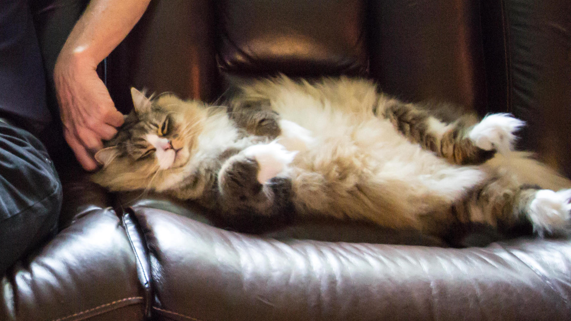 Ragamuffin lying on sofa