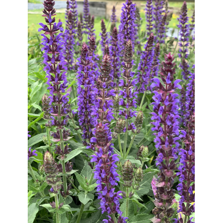 Purple Salvia Plant Live for Planting, Blue Purple Salvia Plant for Home Garden in Half Gal Pot - No Ship Ca
