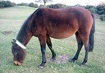 NewForestponycollar.jpg