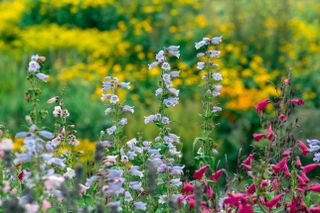 penstemons in a late summer garden,