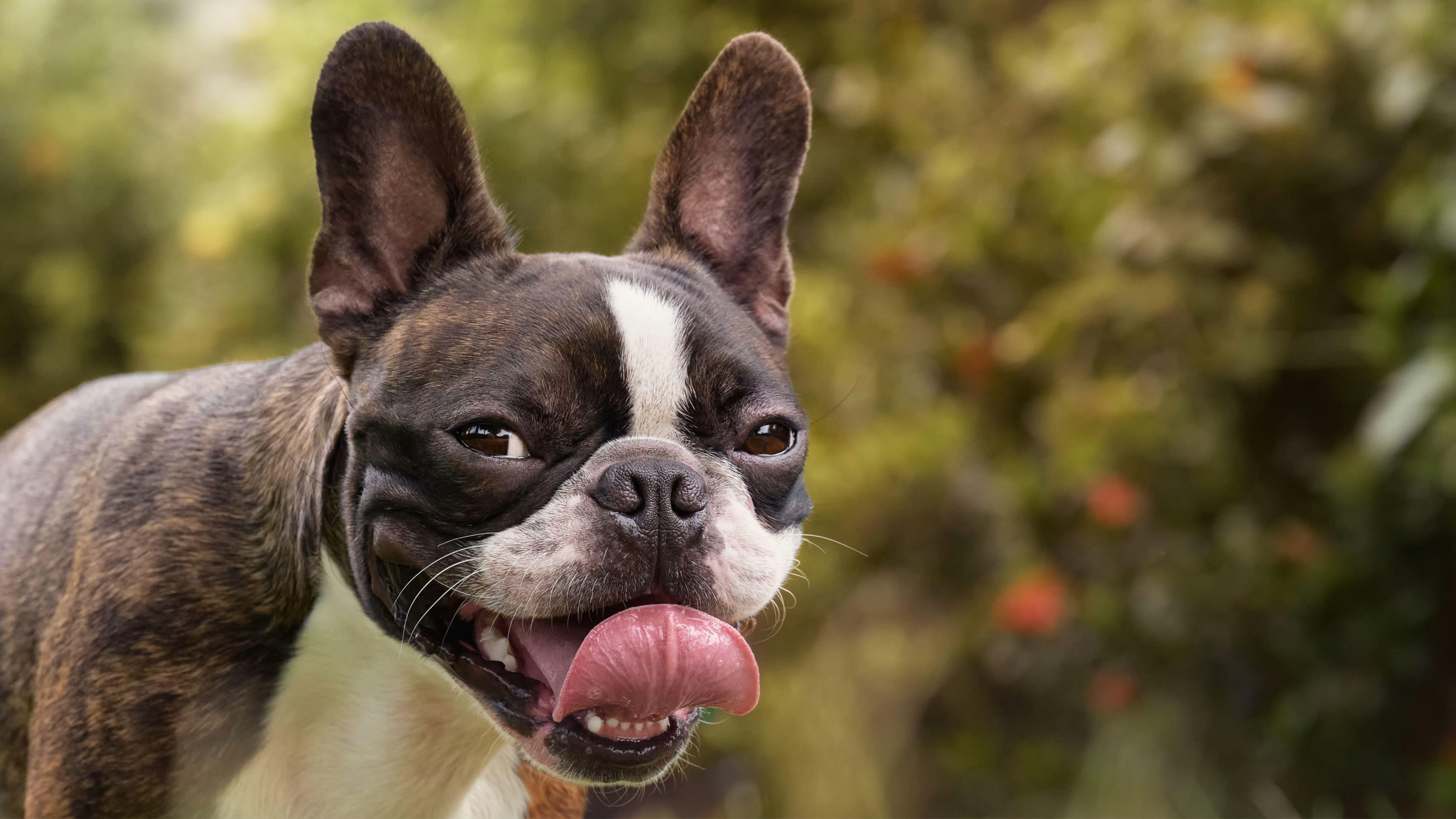 Boston Terrier