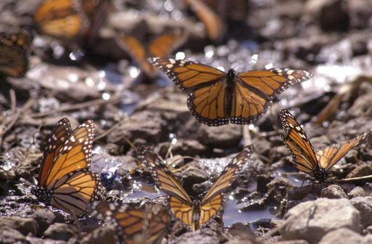 Monarch butterflies.