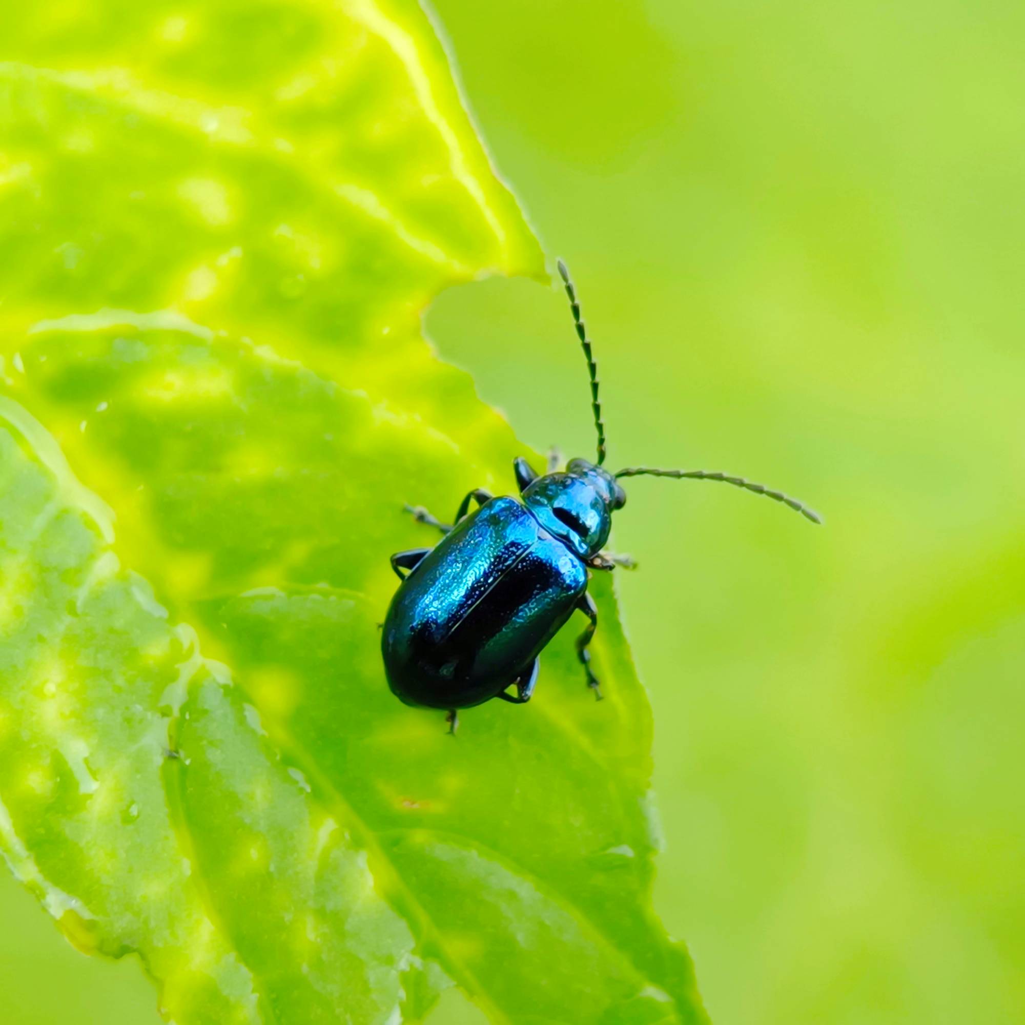 Flea beetle on bright green leaf