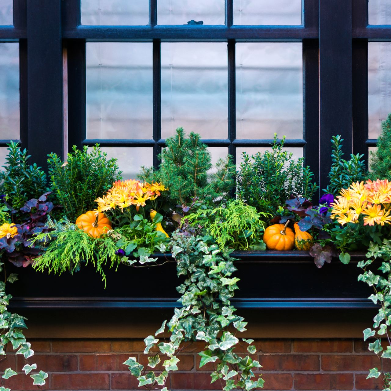 Fall window box with plants and pumpkins