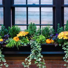 Fall window box with plants and pumpkins