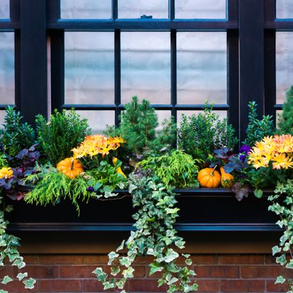 Fall window box with plants and pumpkins
