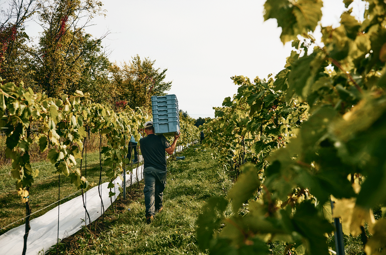Image of a vineyard worker in Quebec.