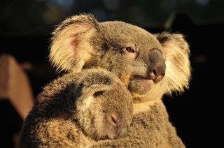 A koala holds a baby koala (joey).