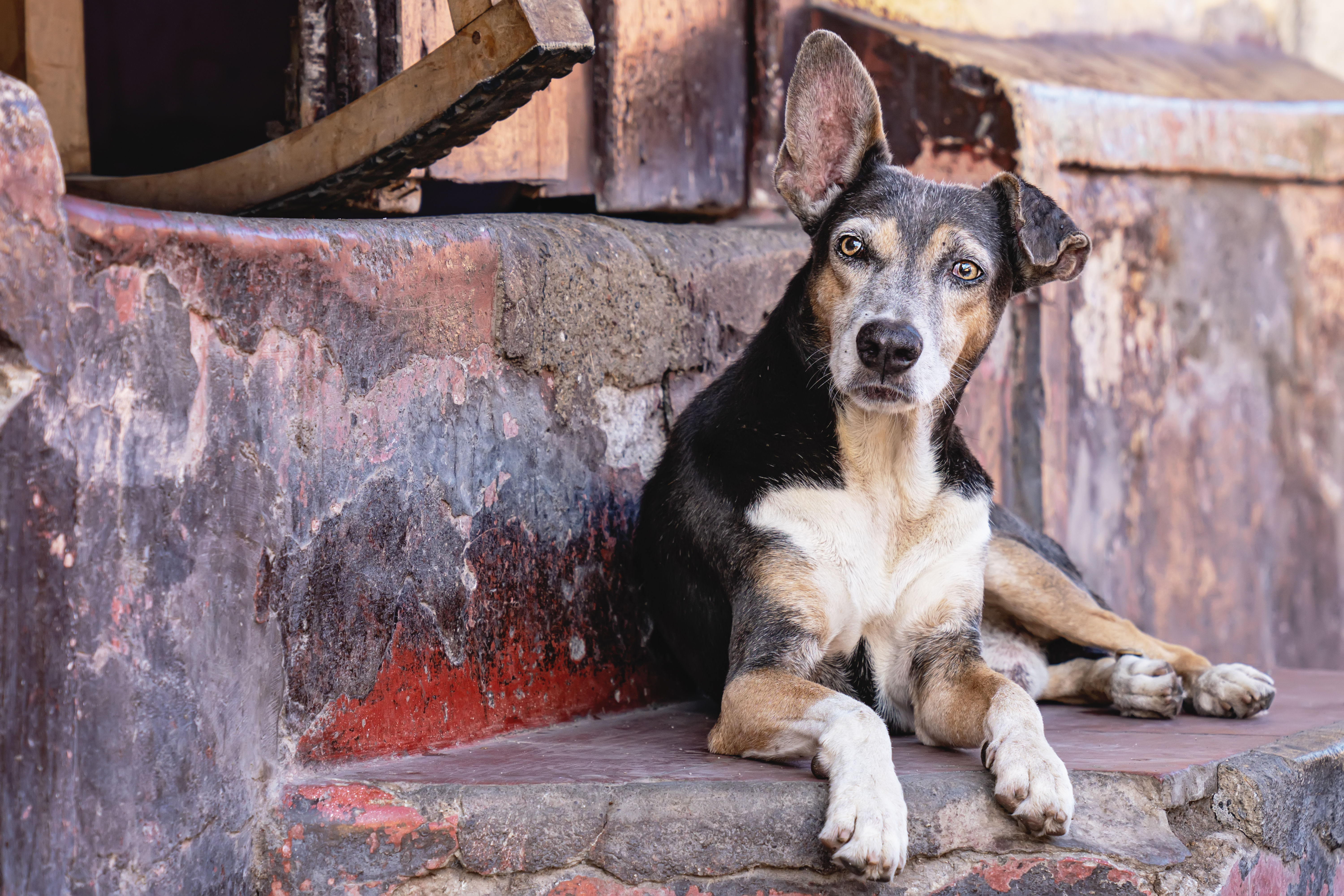 Street dog looking alert