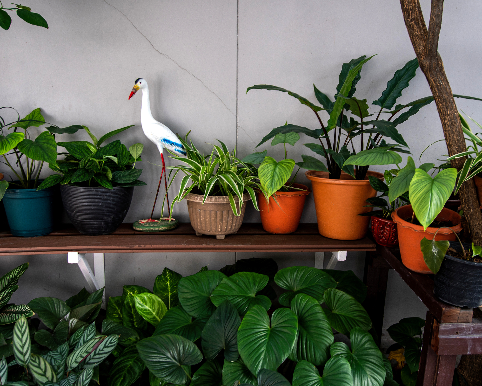 Houseplants on balcony