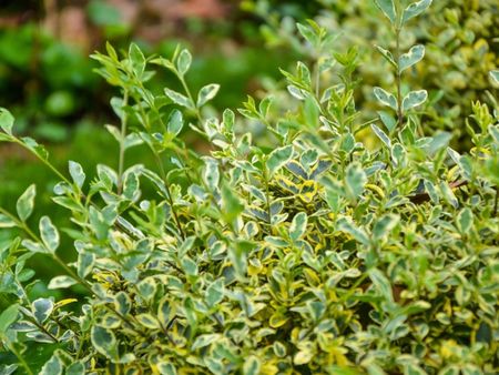 Broadleaf Evergreen Euonymus Shrubs