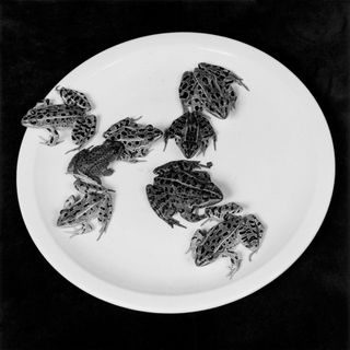 Frogs in white dish plate
